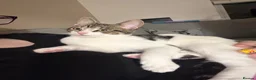 Mixed Breed cats for sale: Sushi - female (7 months) - Advert 2