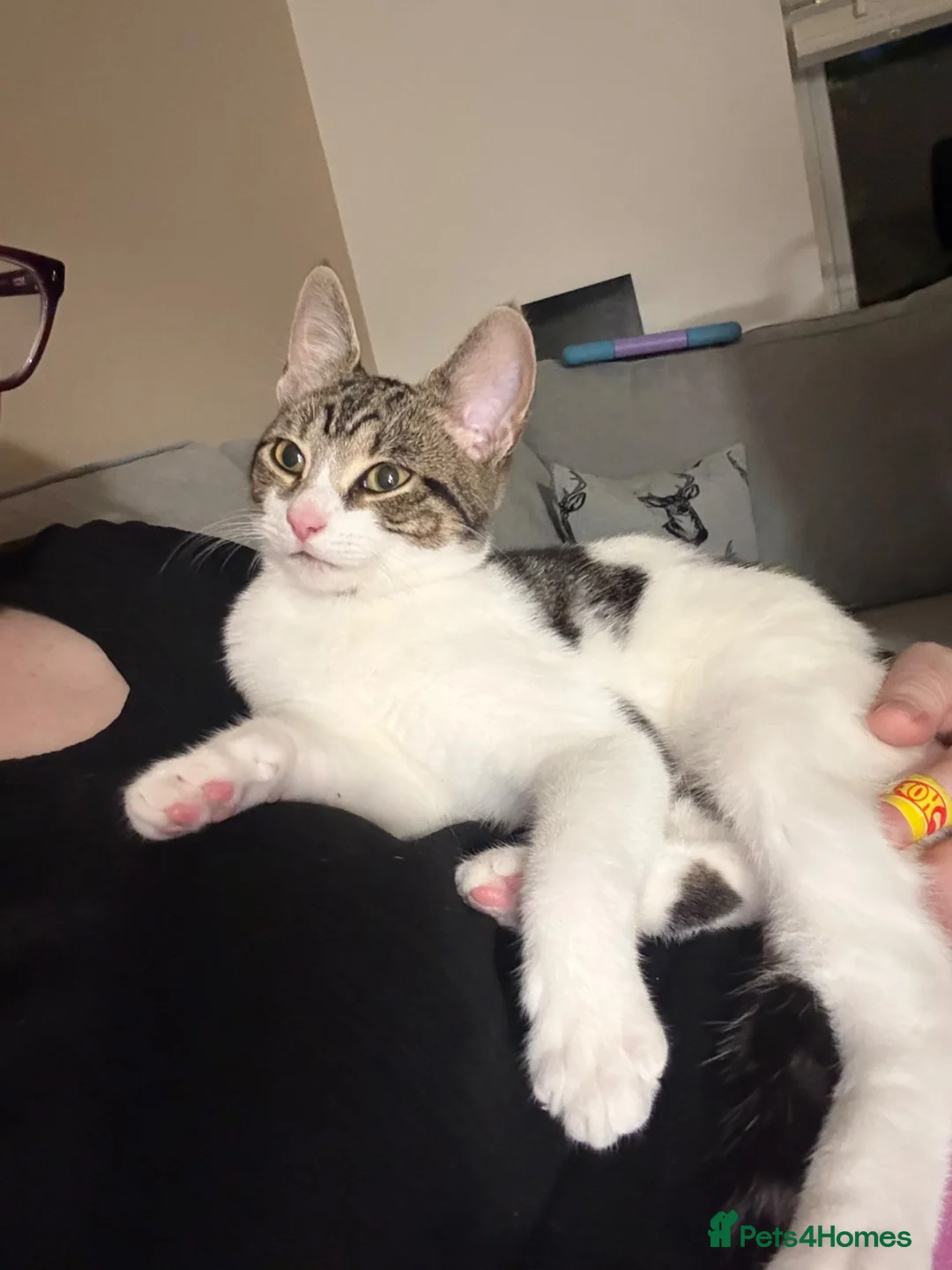 Mixed Breed cats for sale: Sushi - female (7 months) - Advert 2