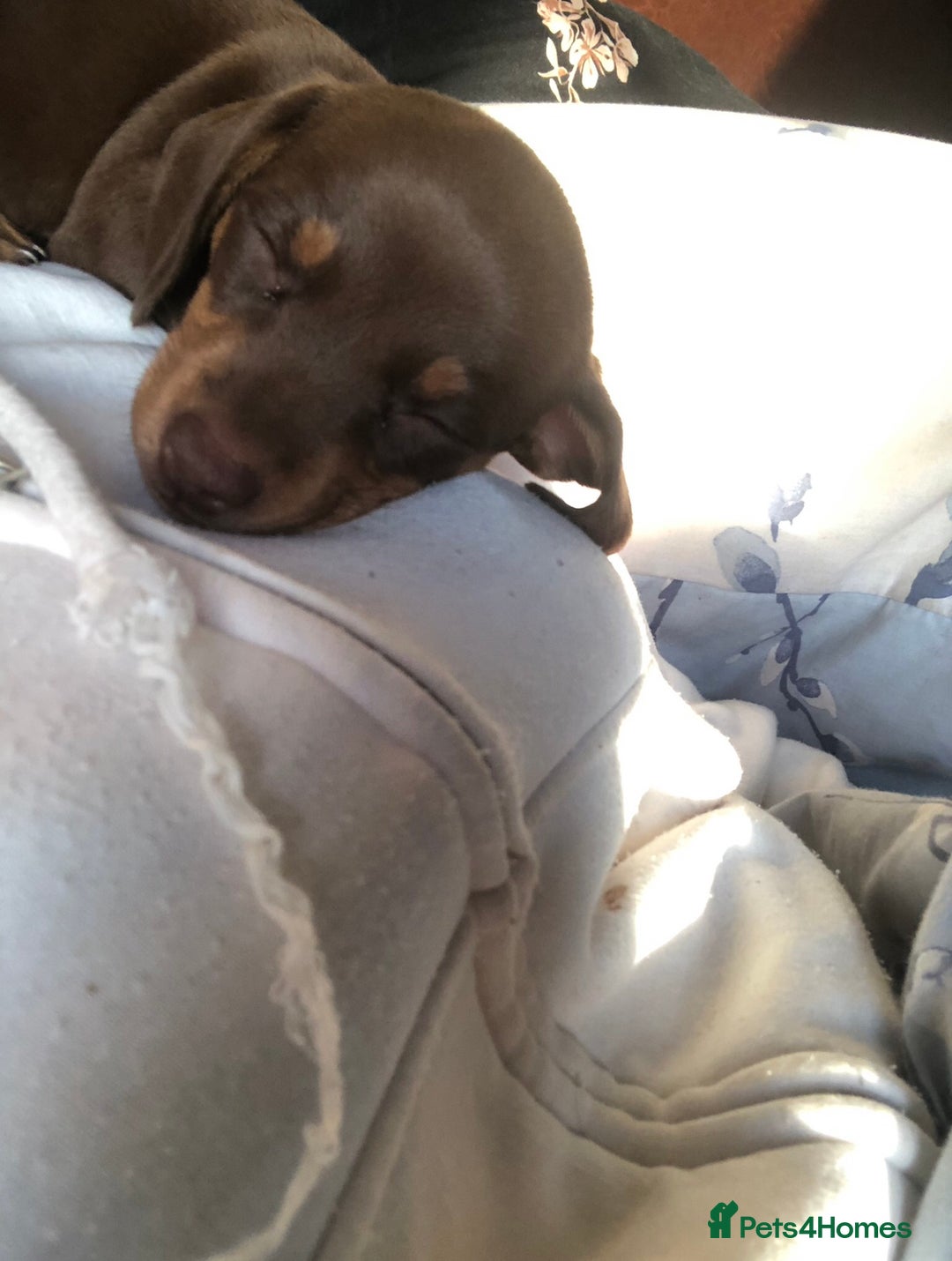 Miniature Dachshund dogs for sale: Miniature Dachshund  - Image 4