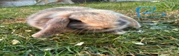Mini Lop rabbits for sale: Mini Lop Rabbits For Sale  - Advert 13