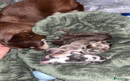Chihuahua dogs for sale: 3 female and 1 male chihuahua puppies.  - Image 1