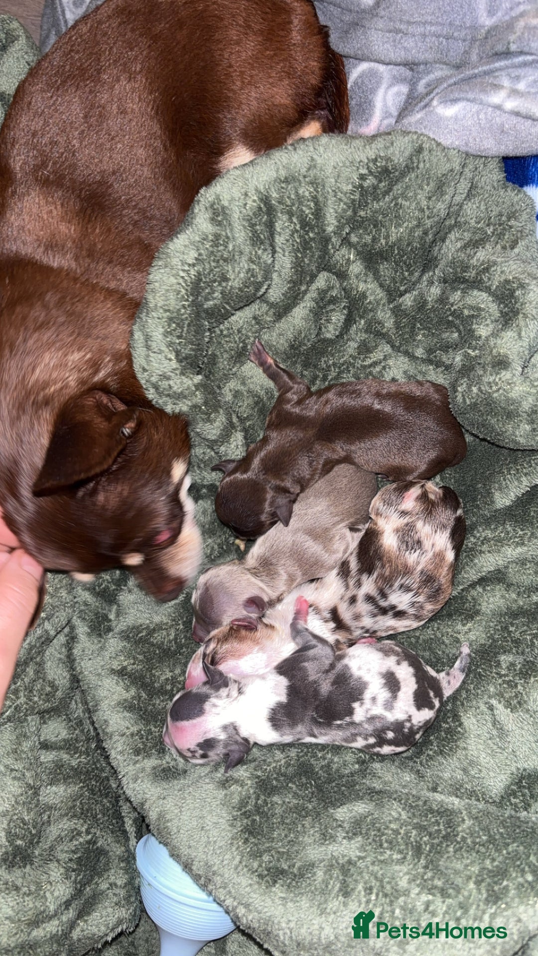 Chihuahua dogs for sale: 3 female and 1 male chihuahua puppies.  - Image 1