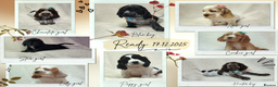 Cocker Spaniel dogs for sale: Show type unique markings cocker spaniel puppies  - Advert 1