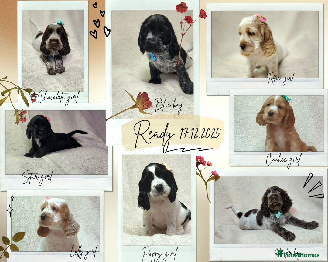 Cocker Spaniel dogs for sale: Show type unique markings cocker spaniel puppies  - Advert 1