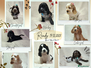 Cocker Spaniel dogs Show type unique markings cocker spaniel puppies - Advert 1