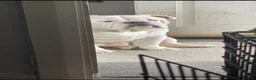 English Bulldog dogs for sale: Duke  - Advert 6