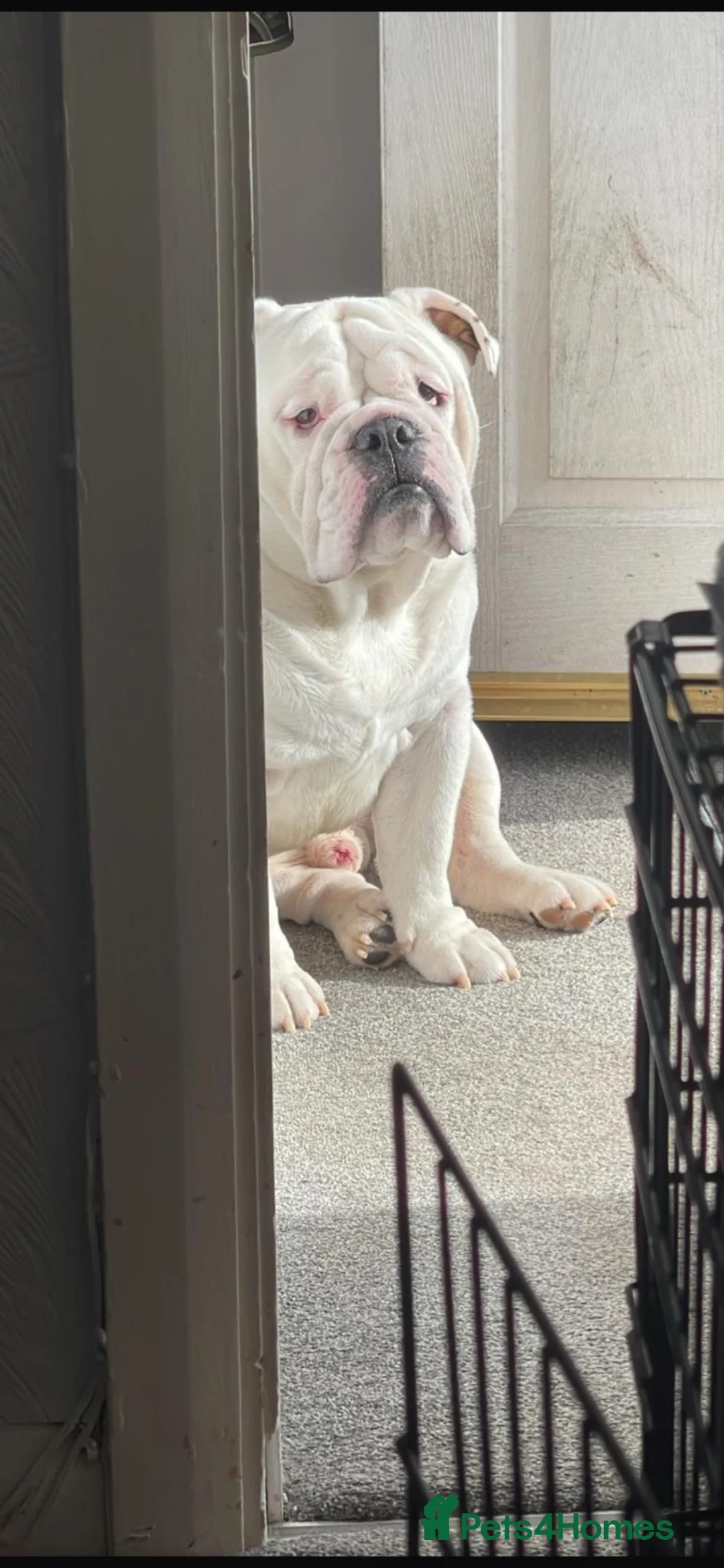 English Bulldog dogs for sale: Duke  - Advert 6