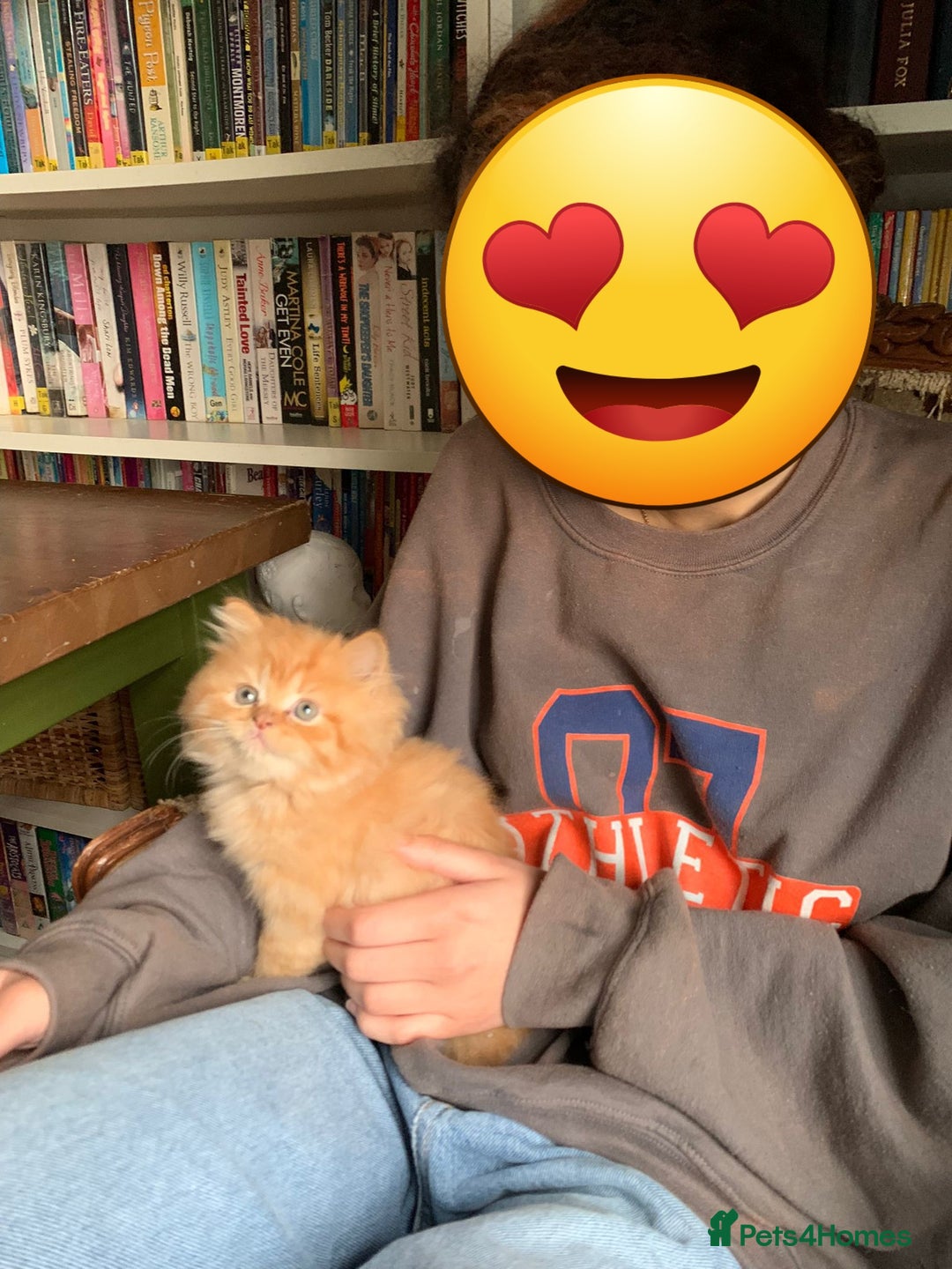 British Longhair cats for sale: Beautiful Red British Longhair  - Image 1