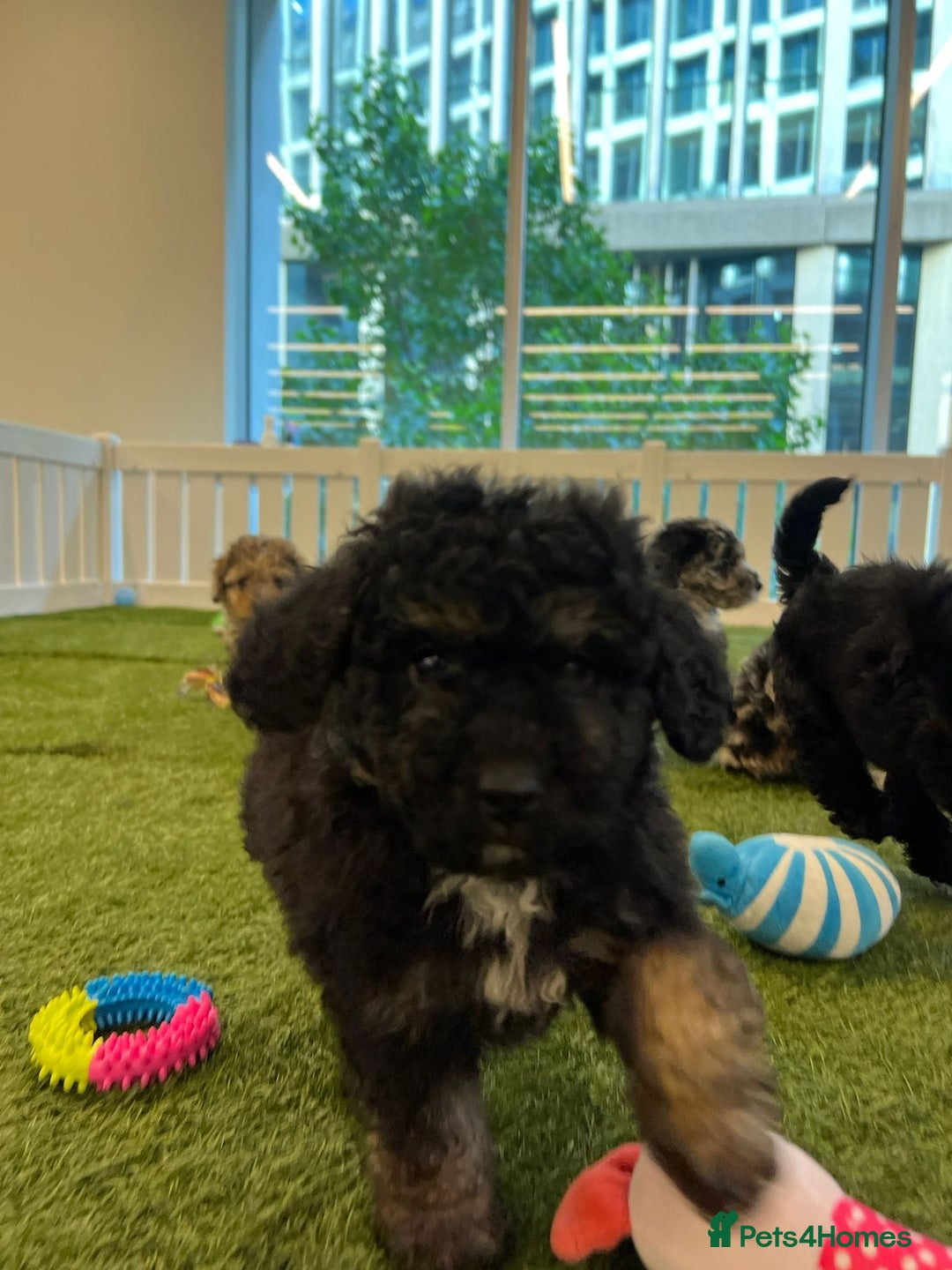 Goldendoodle dogs for sale: 🐶 Stunning goldendoodle puppies 🐶 - Image 1