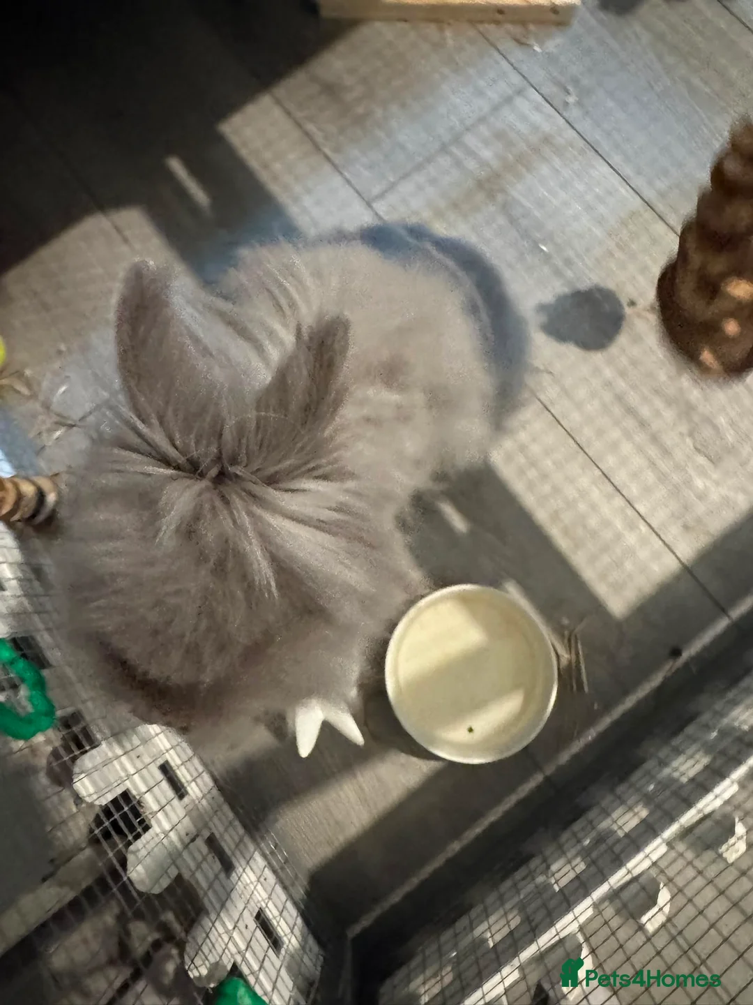 Lionhead rabbits for sale: Need of new home  - Advert 2