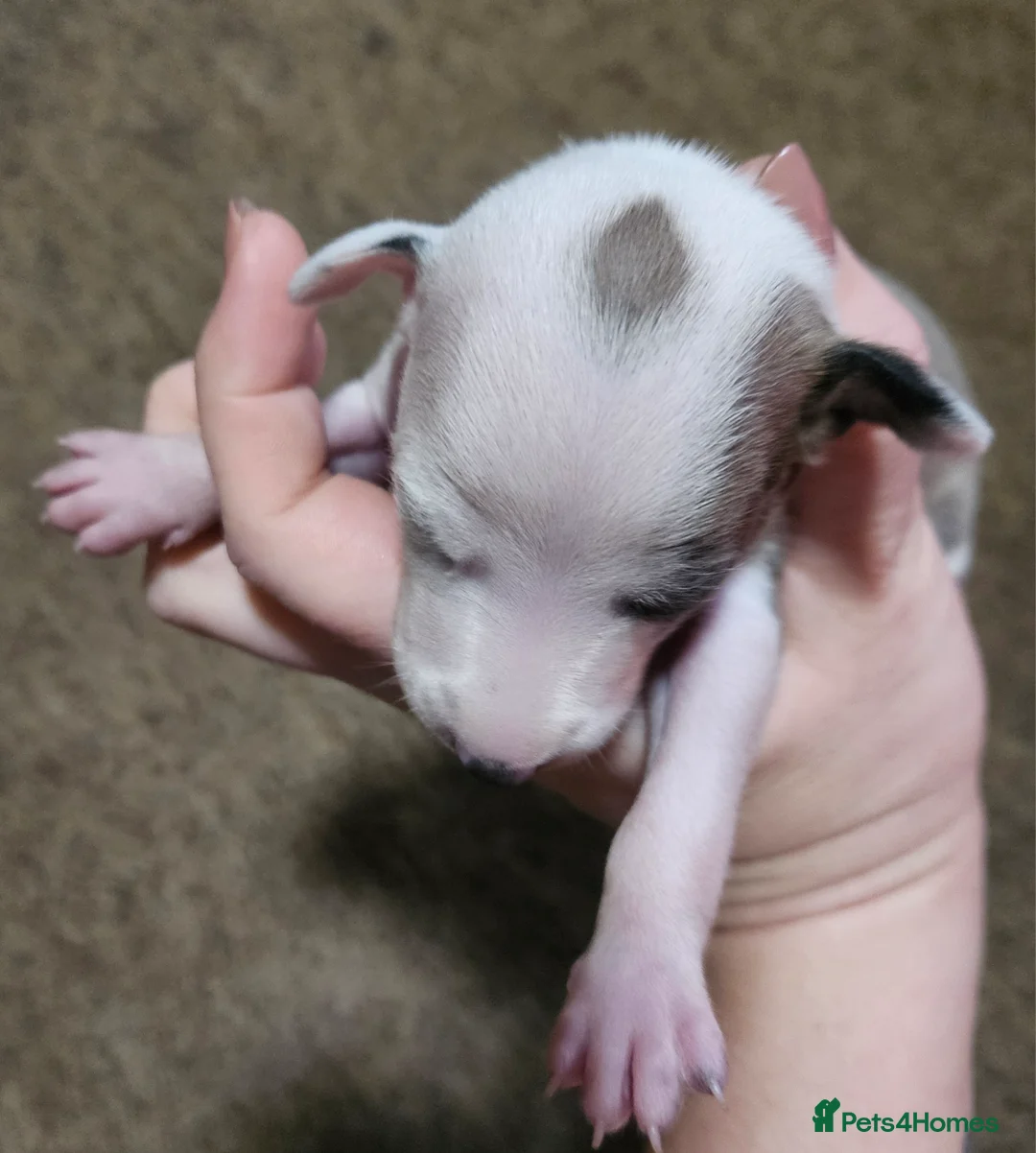 Italian Greyhound dogs for sale: Beautiful Italian Greyhound Puppies KC Registered - Advert 6