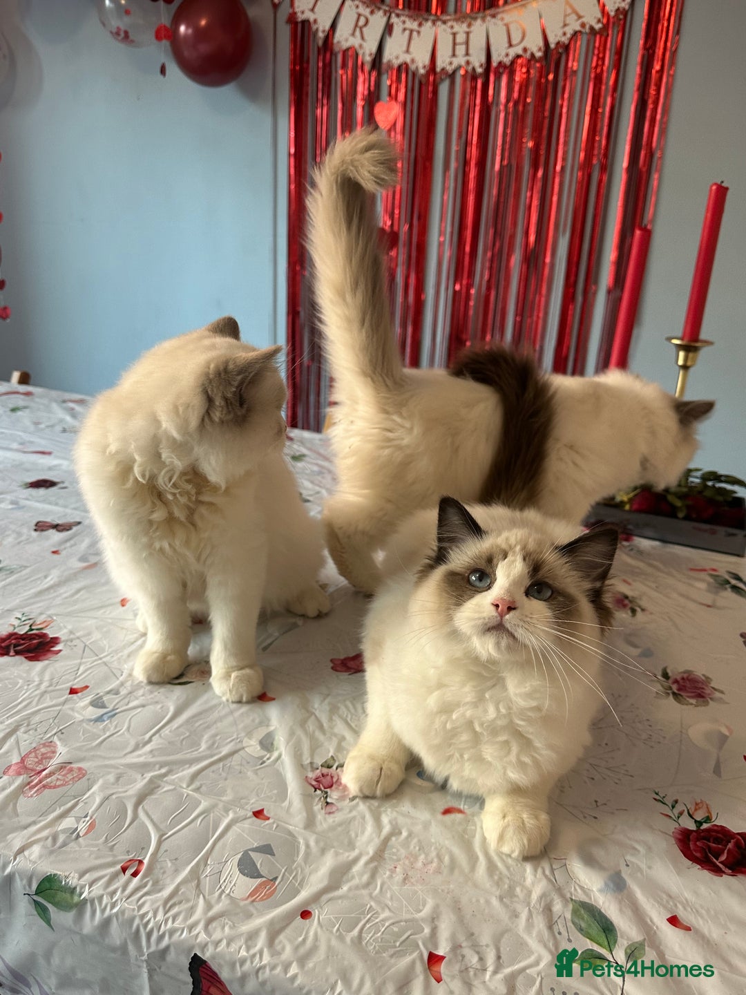 Ragdoll cats for sale: TICA Registered Ragdoll Kittens - Advert 3