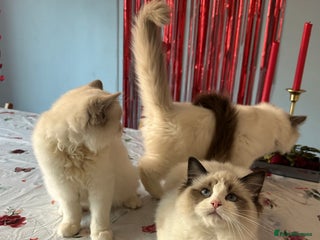 Ragdoll cats TICA Registered Ragdoll Kittens - Advert 9