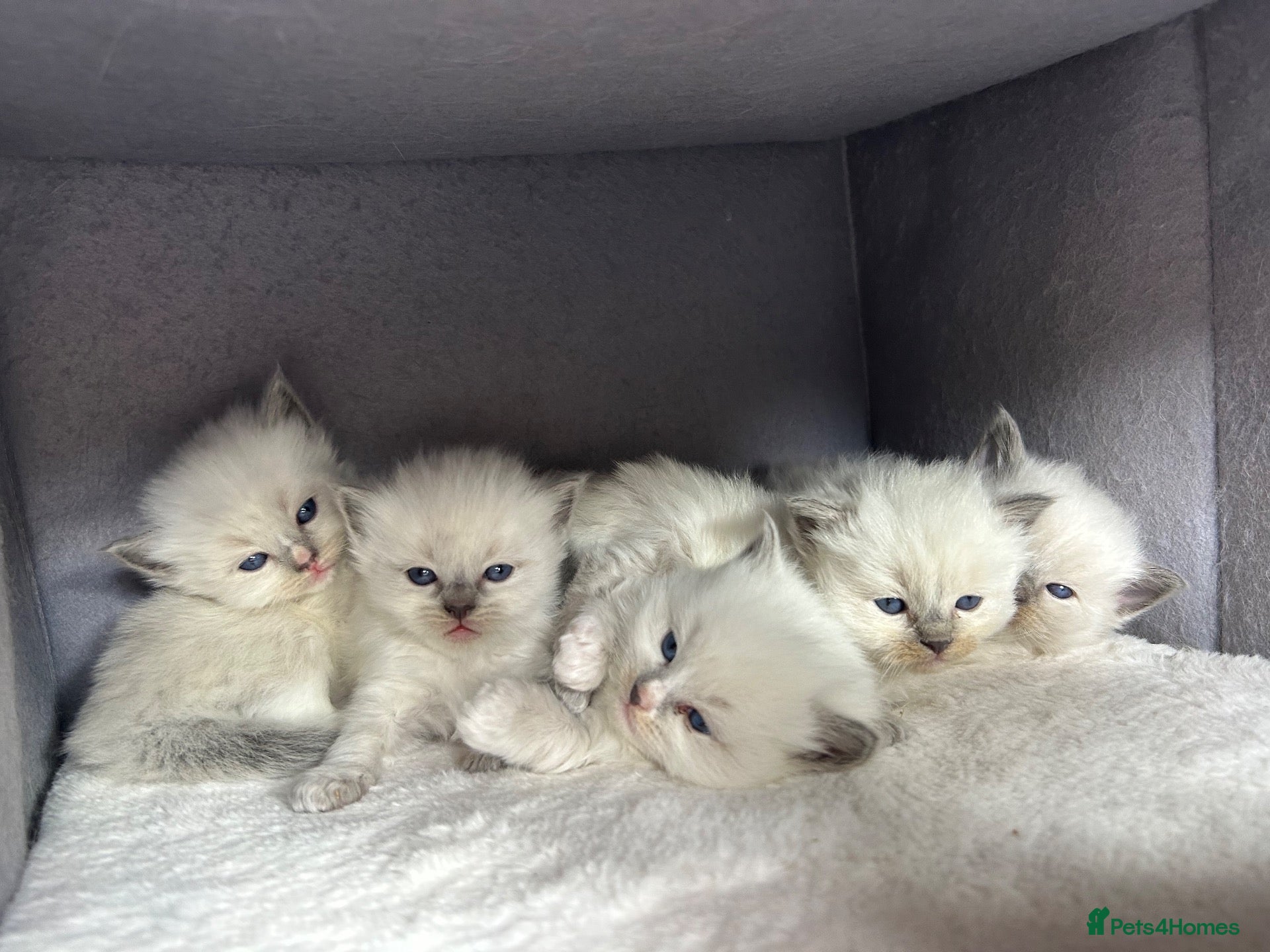 Ragdoll cats for sale: Stunning Ragdoll-Point Kittens  Champion Bred Sire - Advert 1