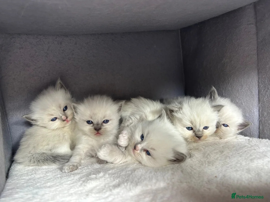 Ragdoll cats for sale: Stunning Ragdoll-Point Kittens  Champion Bred Sire - Advert 1