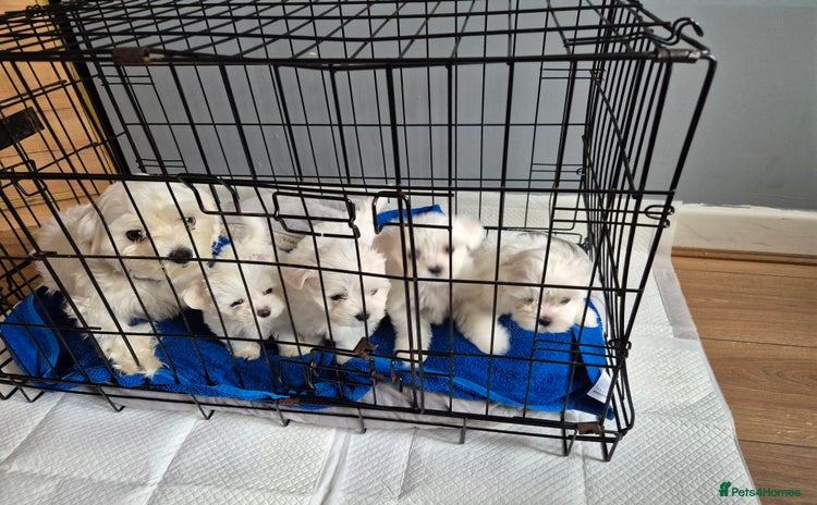 Maltese dogs - Advert 13