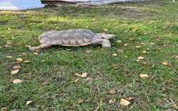 Tortoise reptiles for sale: Female sulcata tortoise  - Image 2
