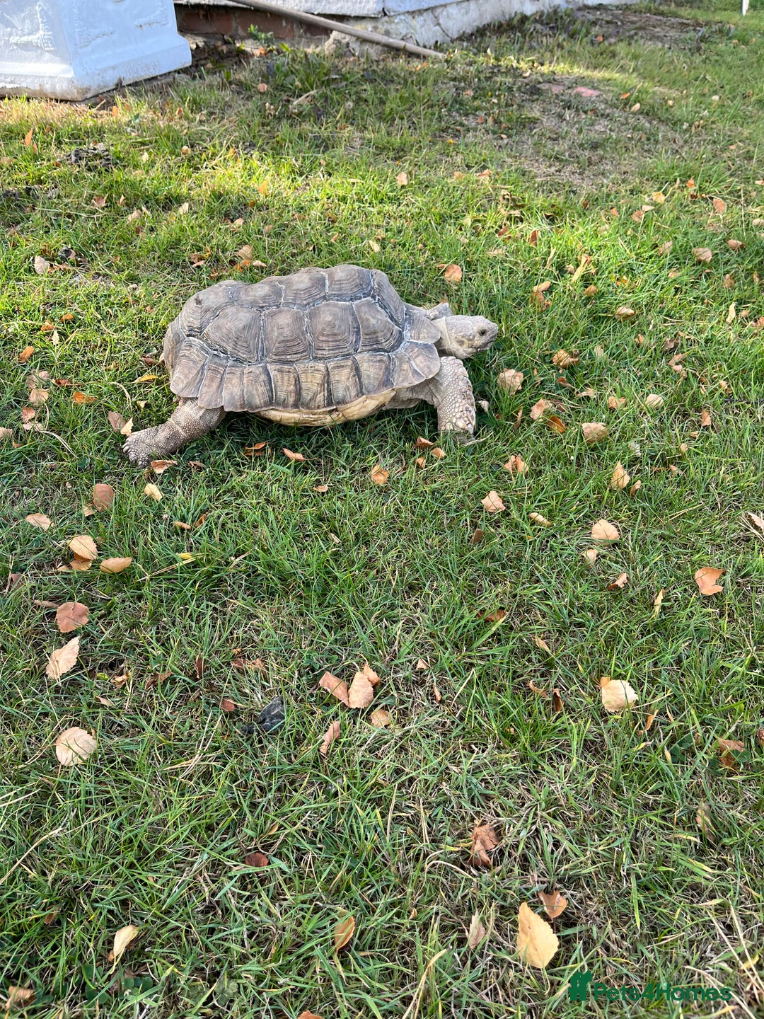 Tortoise reptiles for sale: Female sulcata tortoise  - Image 2