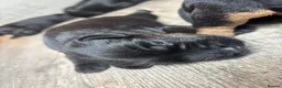 Patterdale Terrier dogs for sale: 🔥🔥ROSIE & BOBS LITTER🔥🔥 in Liverpool - Advert 19