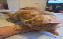 Mixed Breed cats for sale: Beautiful long haired ginger male - Image 4
