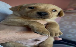 Labrador Retriever dogs for sale: 8 Beautiful Golden Labrador Puppies  - Advert 17