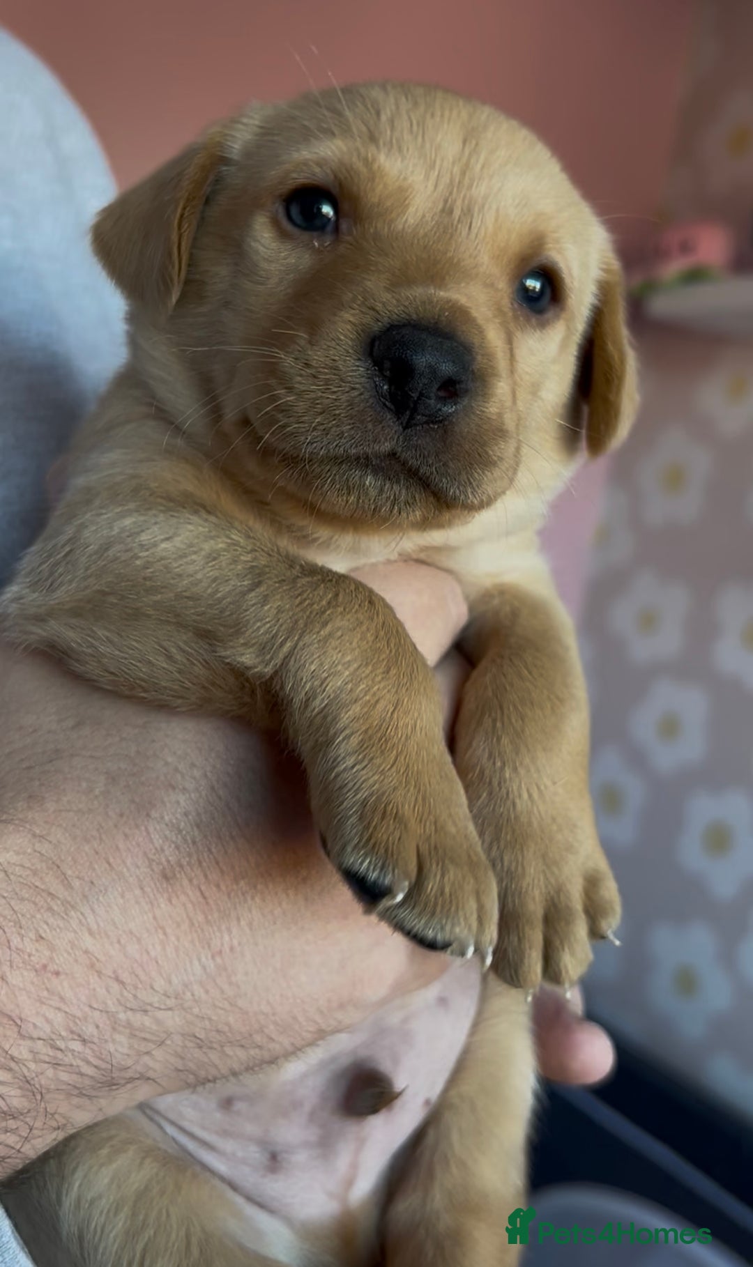 Labrador Retriever dogs for sale: 8 Beautiful Golden Labrador Puppies  - Advert 17