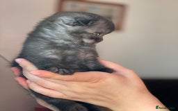 British Shorthair cats for sale: Purebred Scottish Fold and Straight kittens. in Reading - Image 9