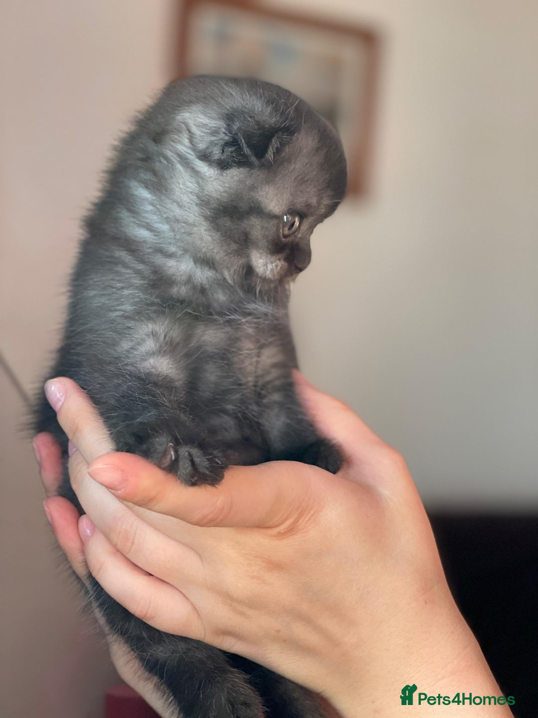 British Shorthair cats for sale: Purebred Scottish Fold and Straight kittens. in Reading - Image 9