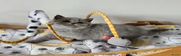 British Shorthair cats for sale: Beautiful British shorthair blue kittens NEUTERED - Advert 12
