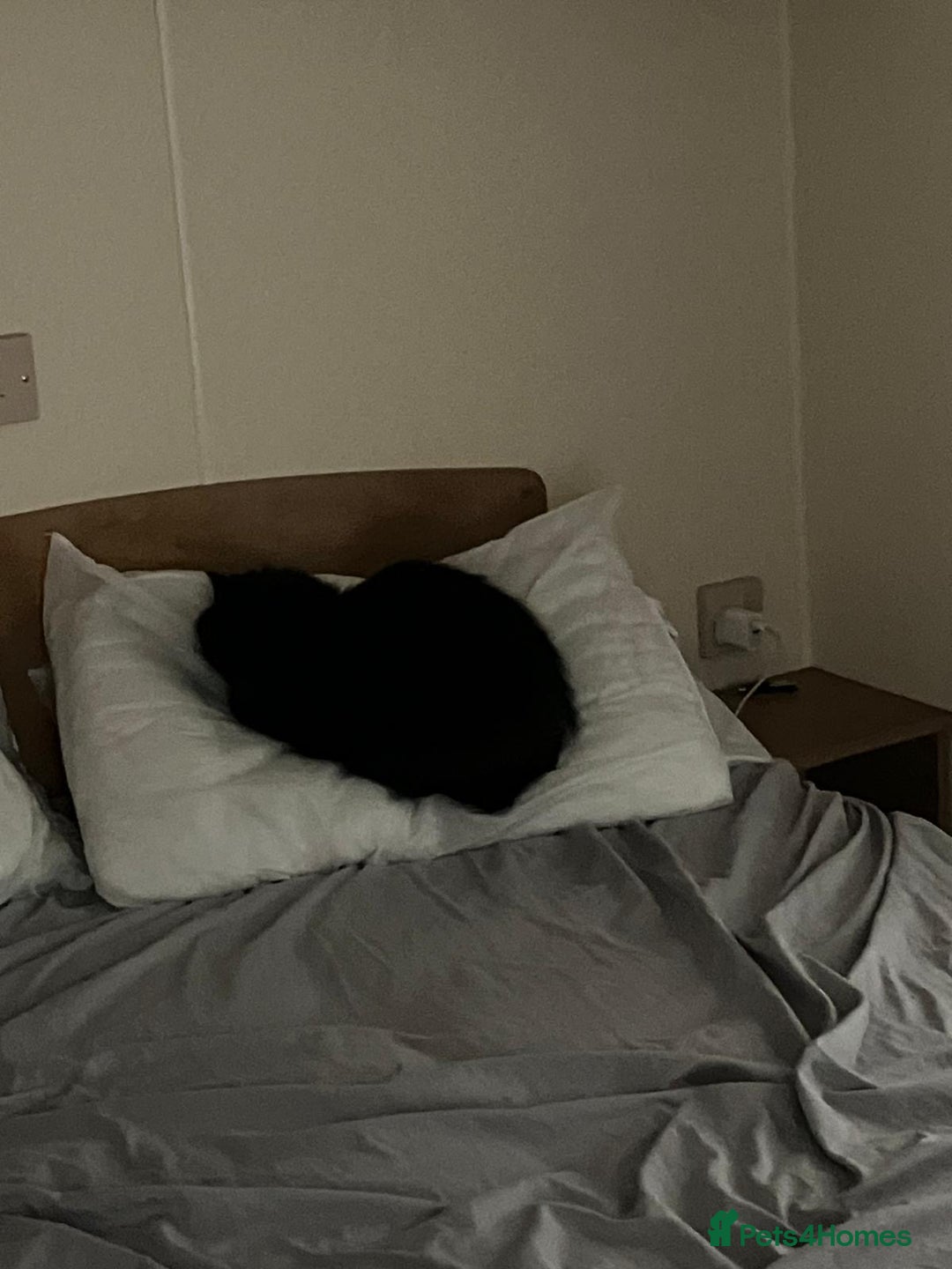 Mixed Breed cats for sale: Free to good home - Advert 5