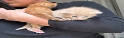 Mixed Breed cats for sale: Stunning Kittens - Advert 8