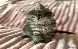 Maine Coon cats for sale:  TICA Maine Coon Kittens Ready for  **  🎁  - Advert 11