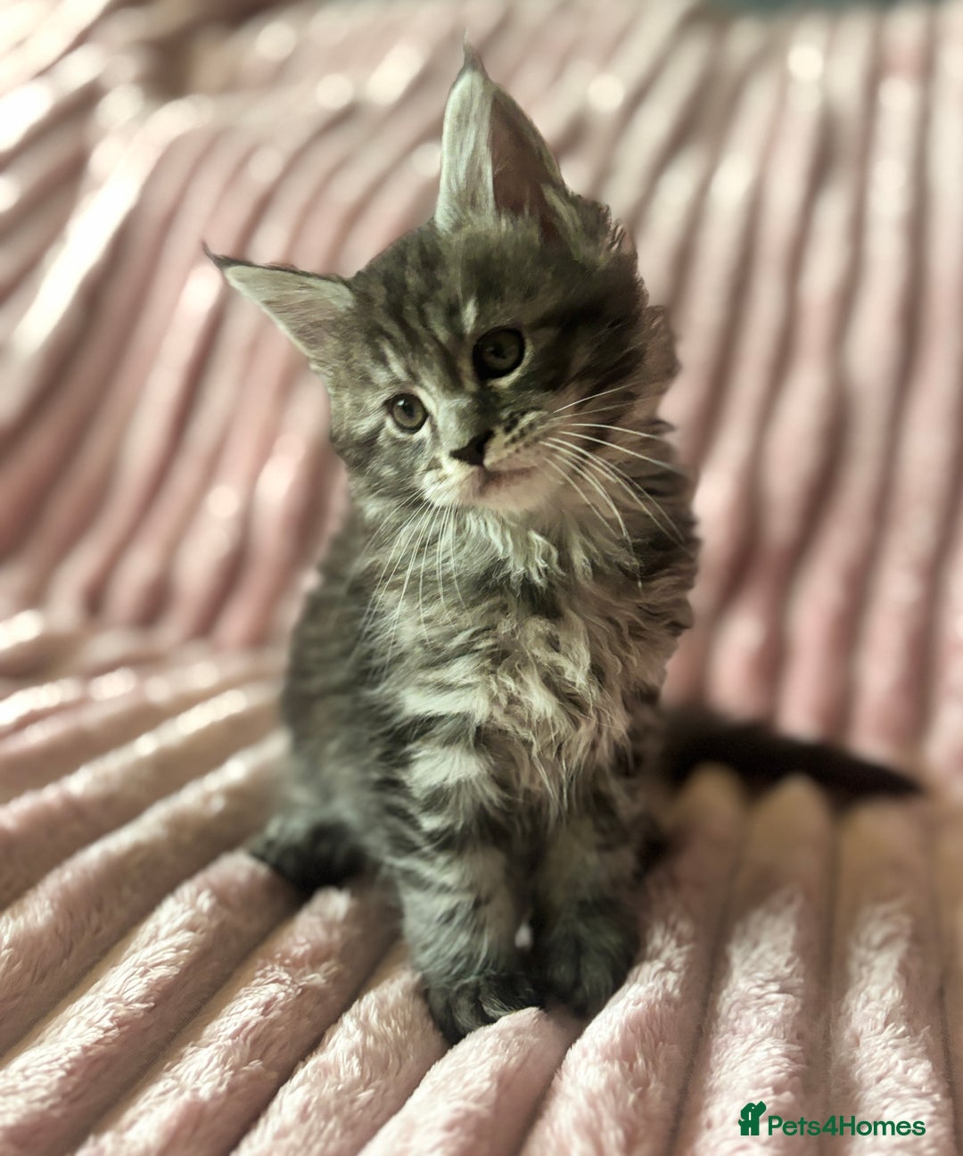 Maine Coon cats for sale:  TICA Maine Coon Kittens Ready for  **  🎁  - Advert 11