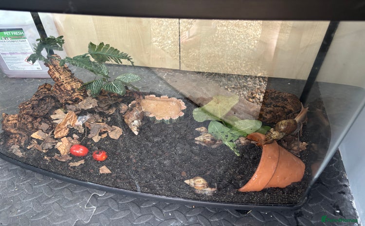 Snails invertebrates - Advert 1