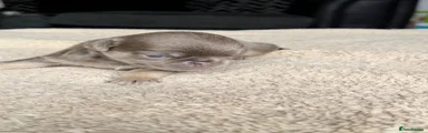 Pug 4