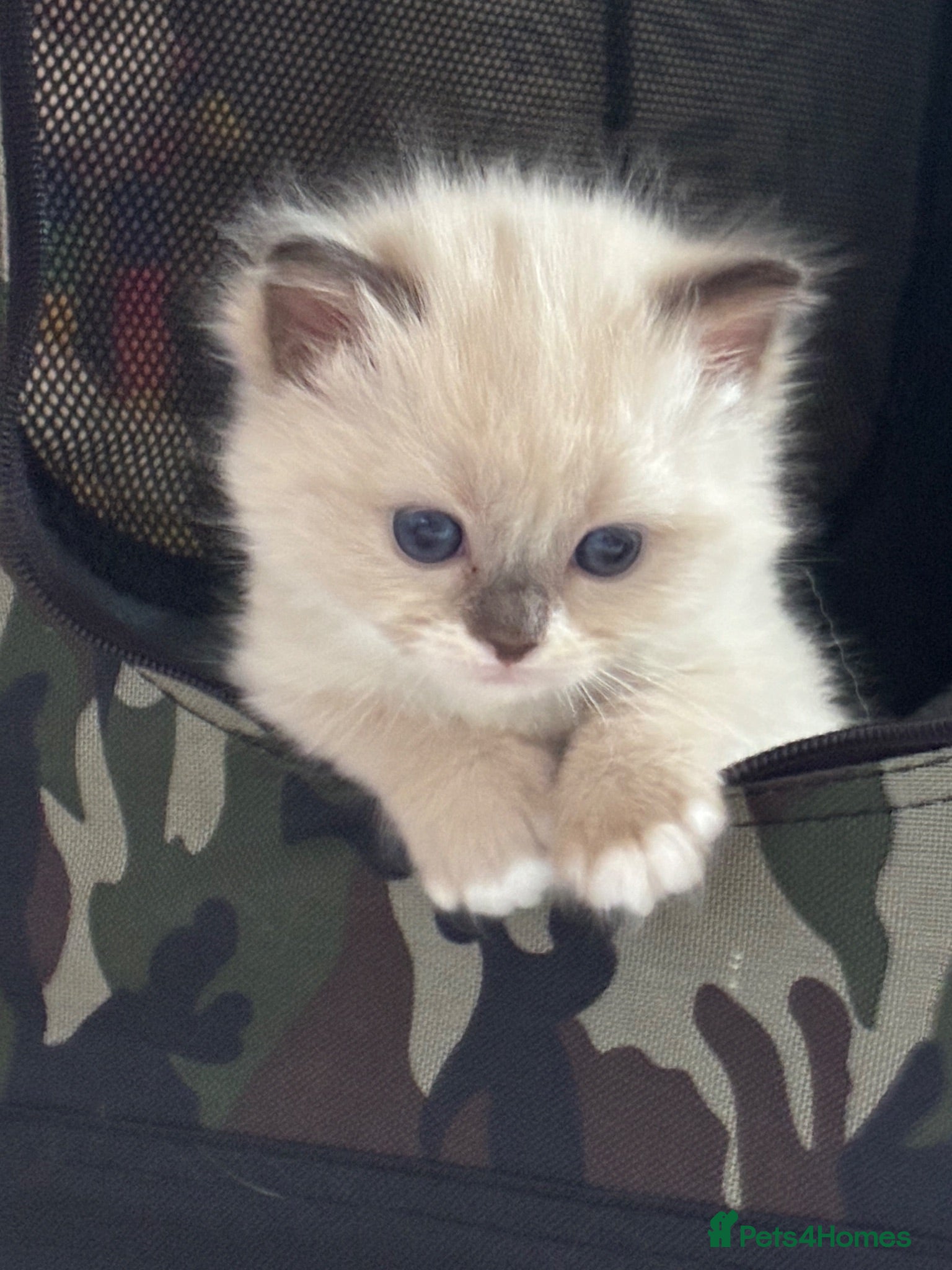 Ragdoll cats Pedigree registered mink Ragdolls  - Advert 11