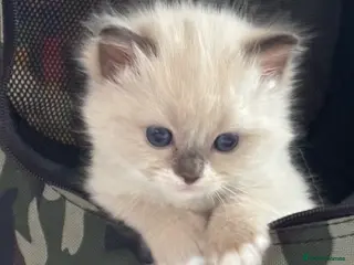 Ragdoll cats 29/6/26 Pedigree registered mink Ragdolls - Advert 7