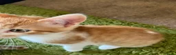 Mixed Breed cats for sale: Kittens  - Advert 16
