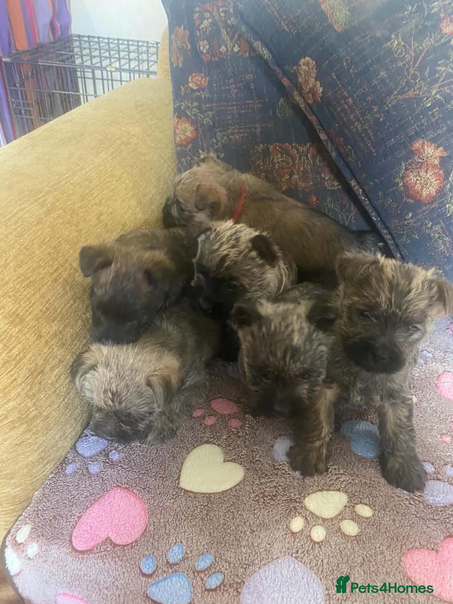 Cairn Terrier dogs Cairn Terrier Puppies - Advert 1