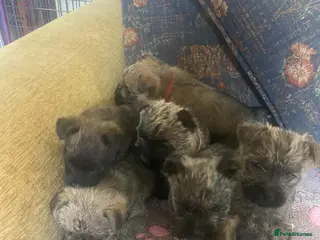 Cairn Terrier dogs Cairn Terrier Puppies - Advert 3
