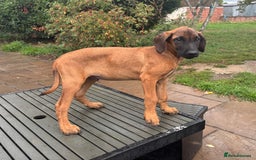 Rhodesian Ridgeback dogs for sale: Kc registered Rhodesian Ridgebacks puppies - Image 11