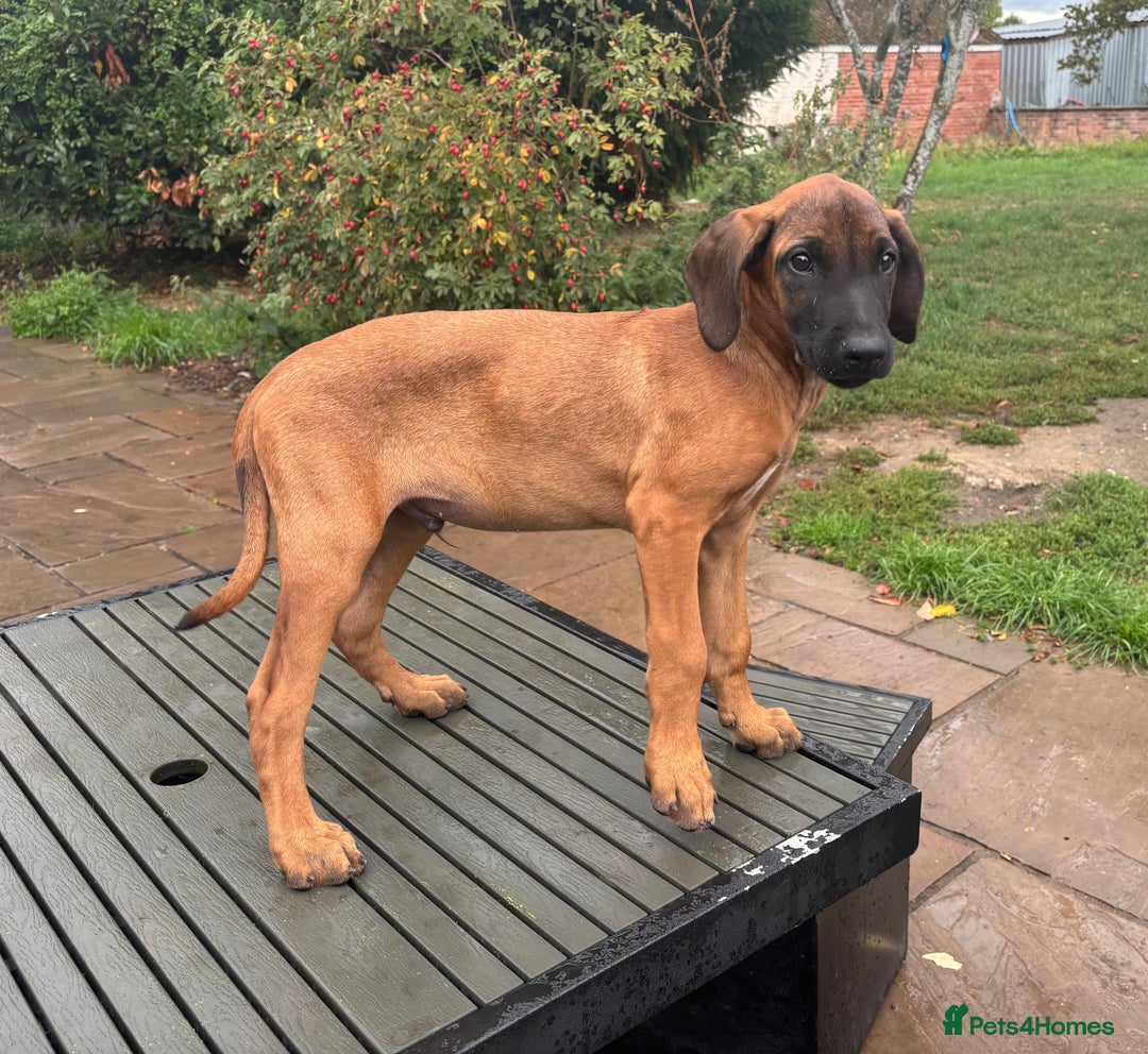 Rhodesian Ridgeback dogs for sale: Kc registered Rhodesian Ridgebacks puppies - Image 11