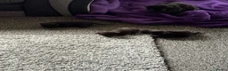 Mixed Breed cats for sale: Black kittens in Salford - Advert 7