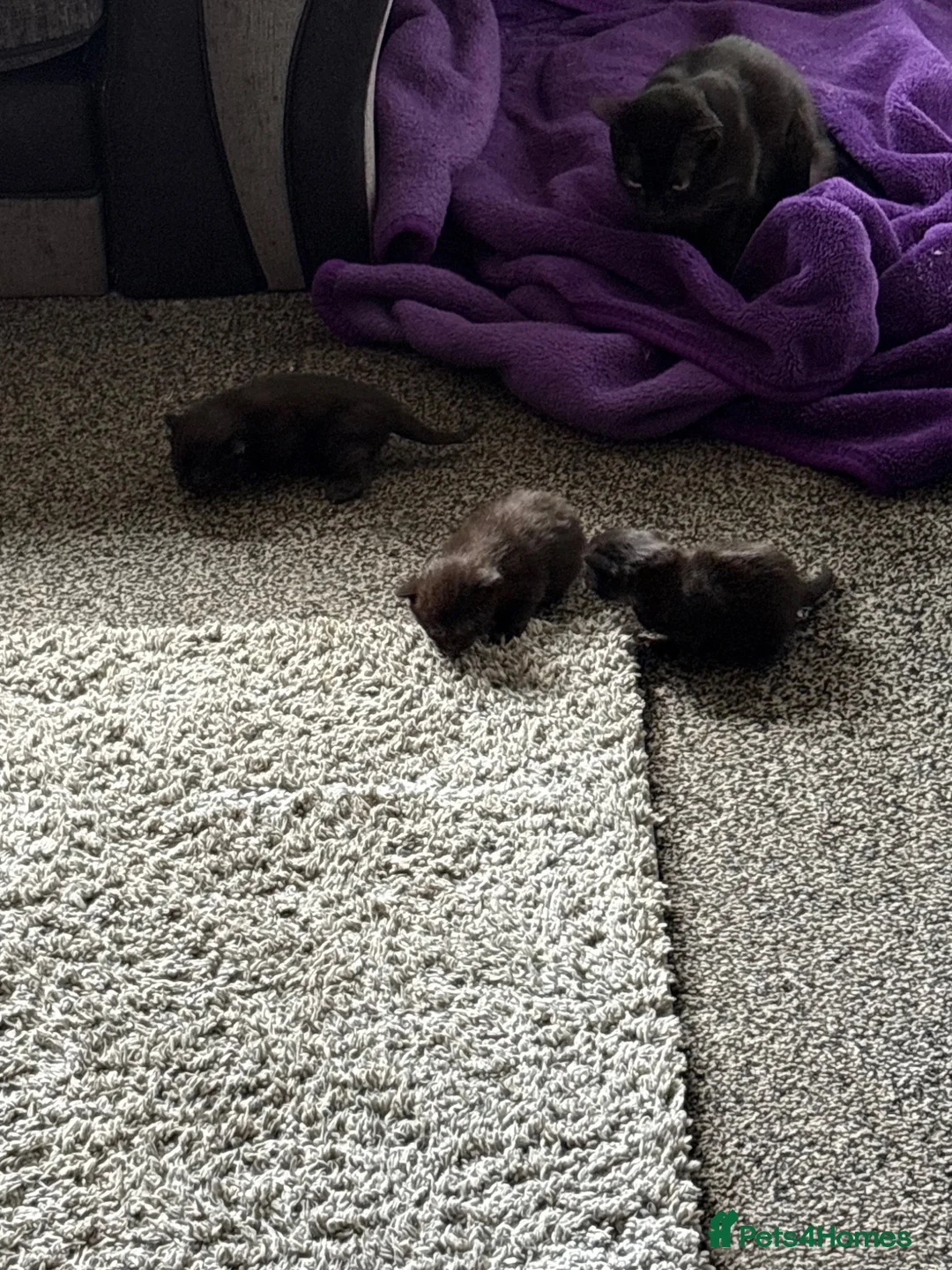 Mixed Breed cats for sale: Black kittens in Salford - Advert 7