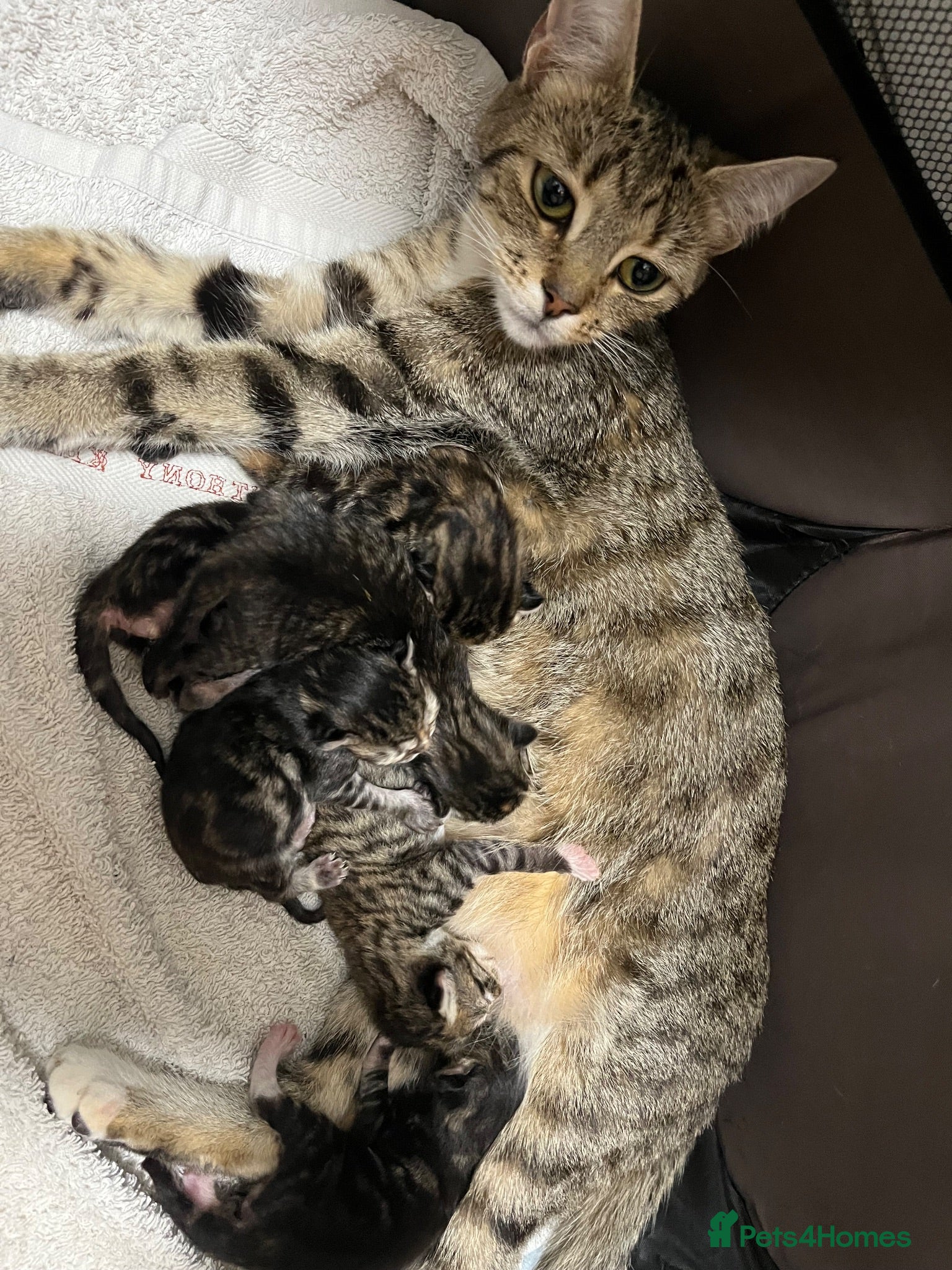 Domestic Shorthair cats 5 adorable kittens  - Advert 2