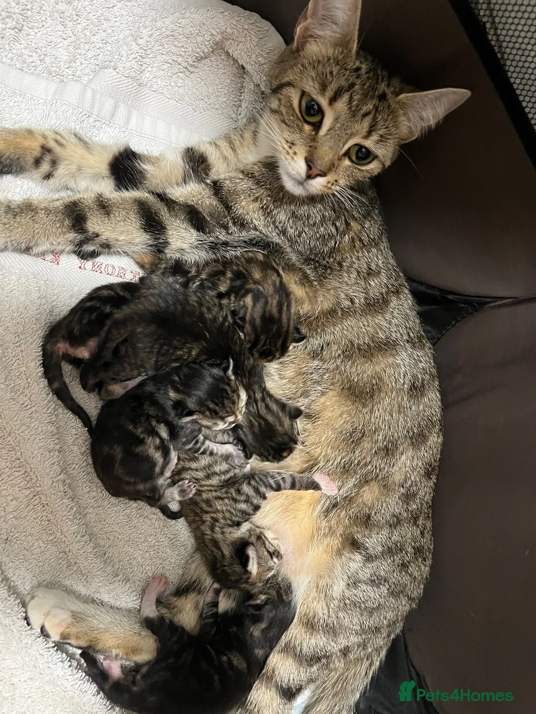 Domestic Shorthair cats for sale: 5 adorable kittens  in Birmingham - Advert 1