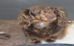 Miniature Dachshund dogs for sale: Rare long haired miniature dachshund litter - Image 3