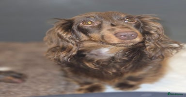 Miniature Dachshund dogs - Advert 9