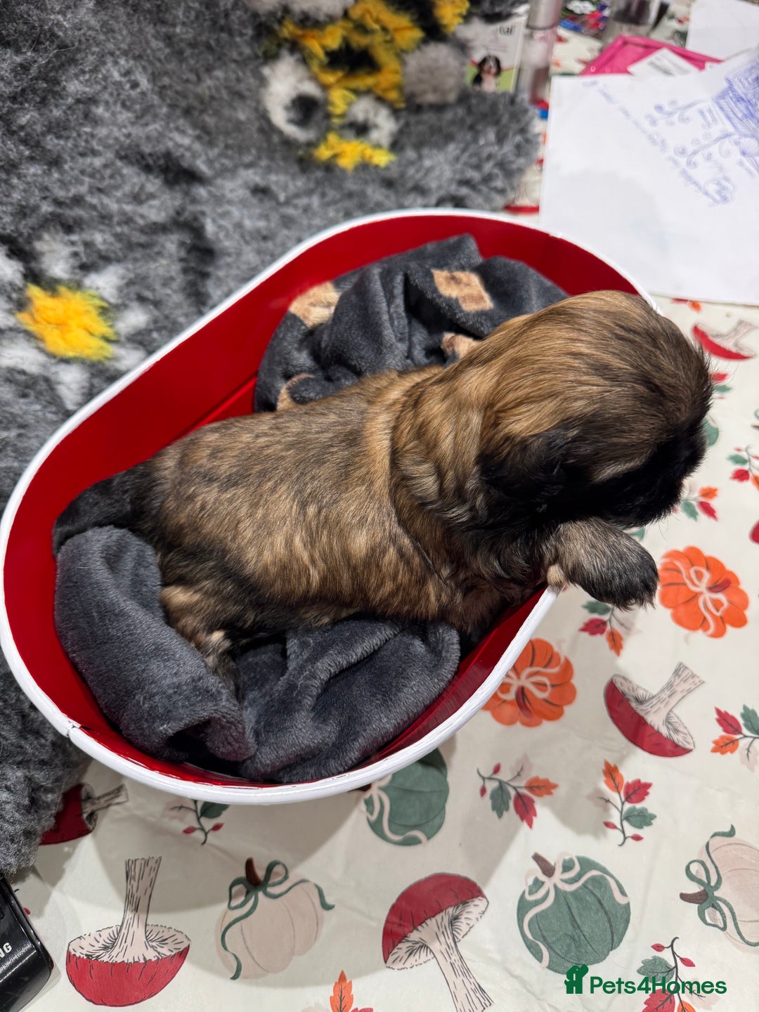 Shih Tzu dogs for sale: shih tzu F1 puppies  - Advert 3