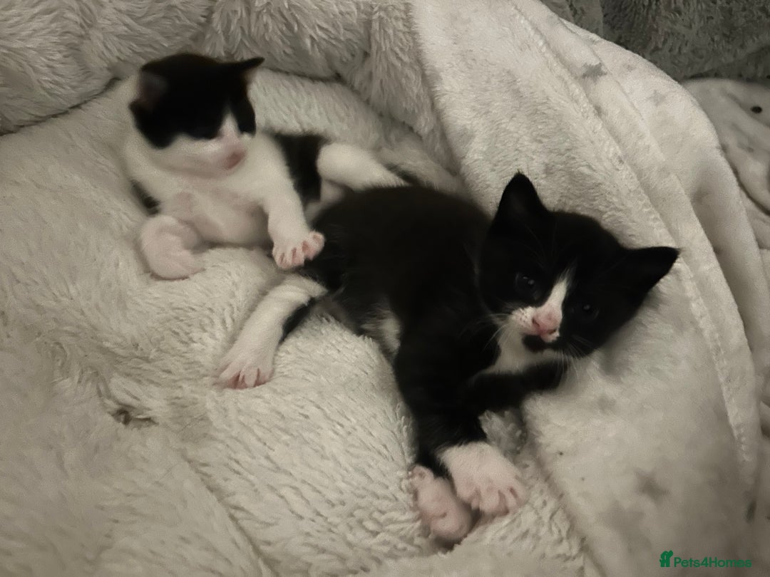 Mixed Breed cats for sale: 3 ragdoll mix kittens  - Image 15